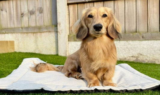 5 Ways You Can Help Your Dog in a Heatwave