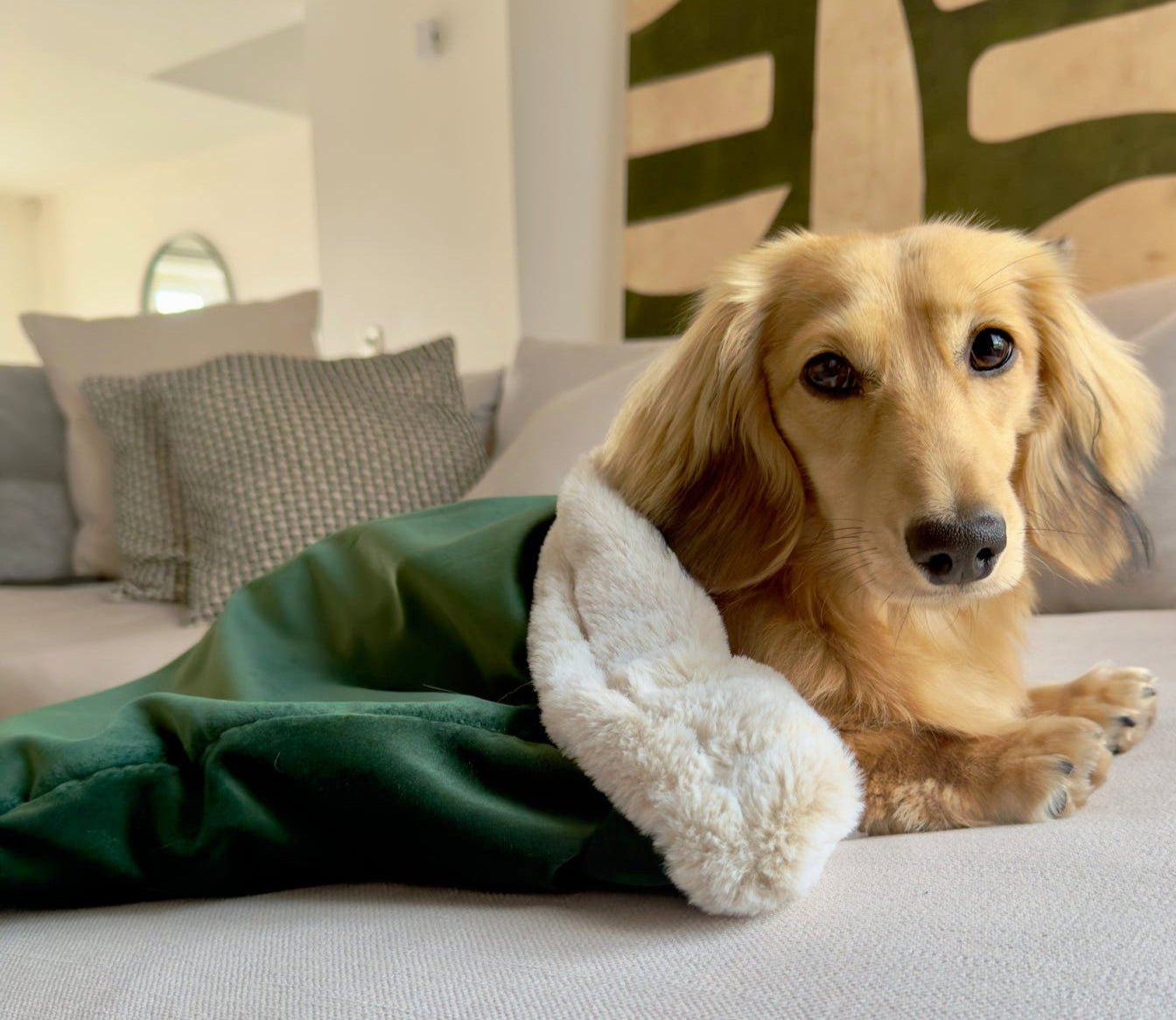 Velvet, forest green super soft snuggle den, dachshund snuggle sack, snuggle blanket, cave den for dogs, cats, guinea pigs. 