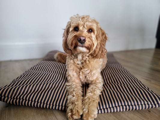 Striped water repellent dog pad. Crate pads for dogs. Memory foam crate pad with washable cover.