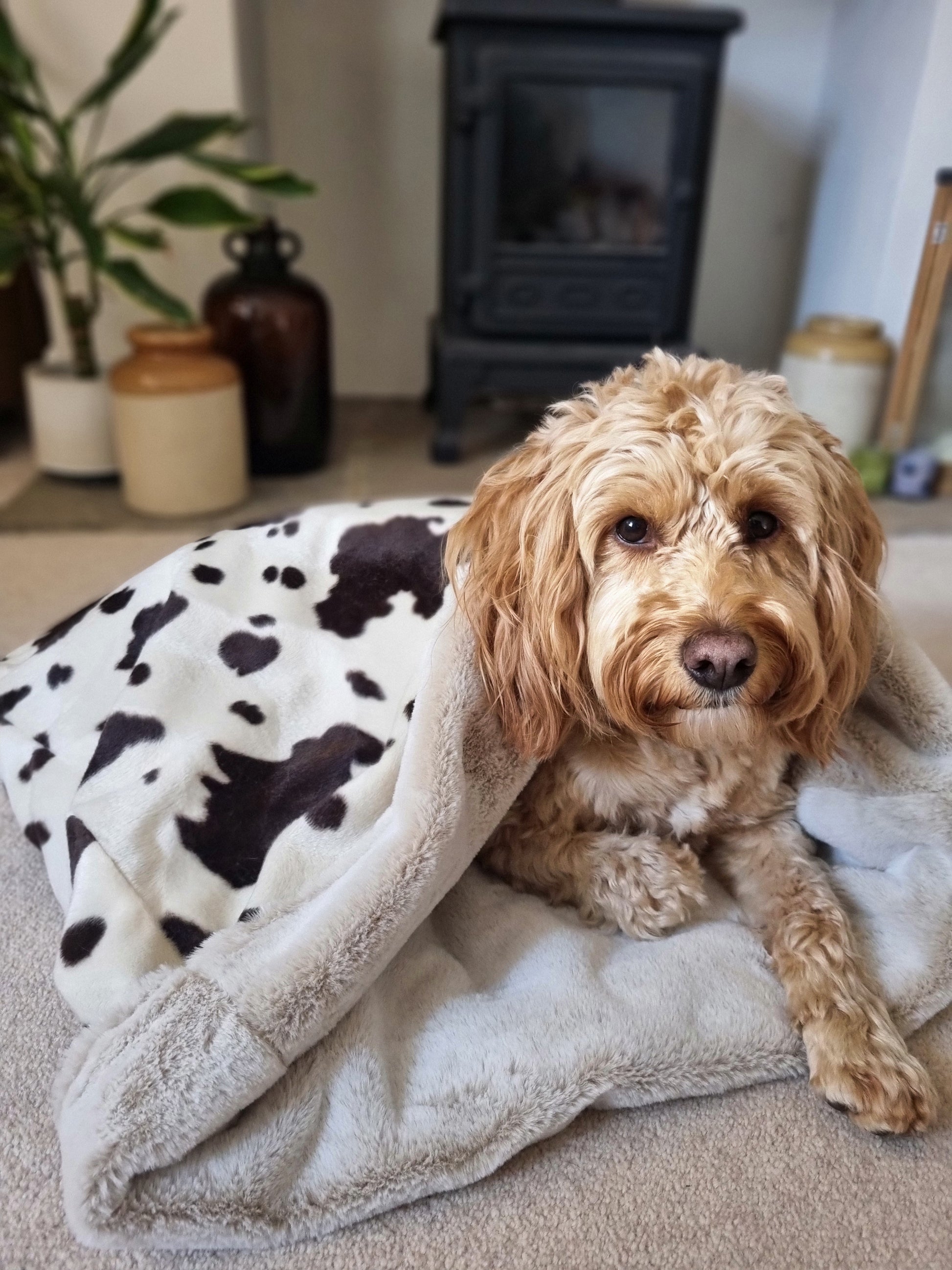 Cow print snuggle sack for dogs. This animal print snuggle den provides comfort and warmth to all dogs, cats, guinea pigs.