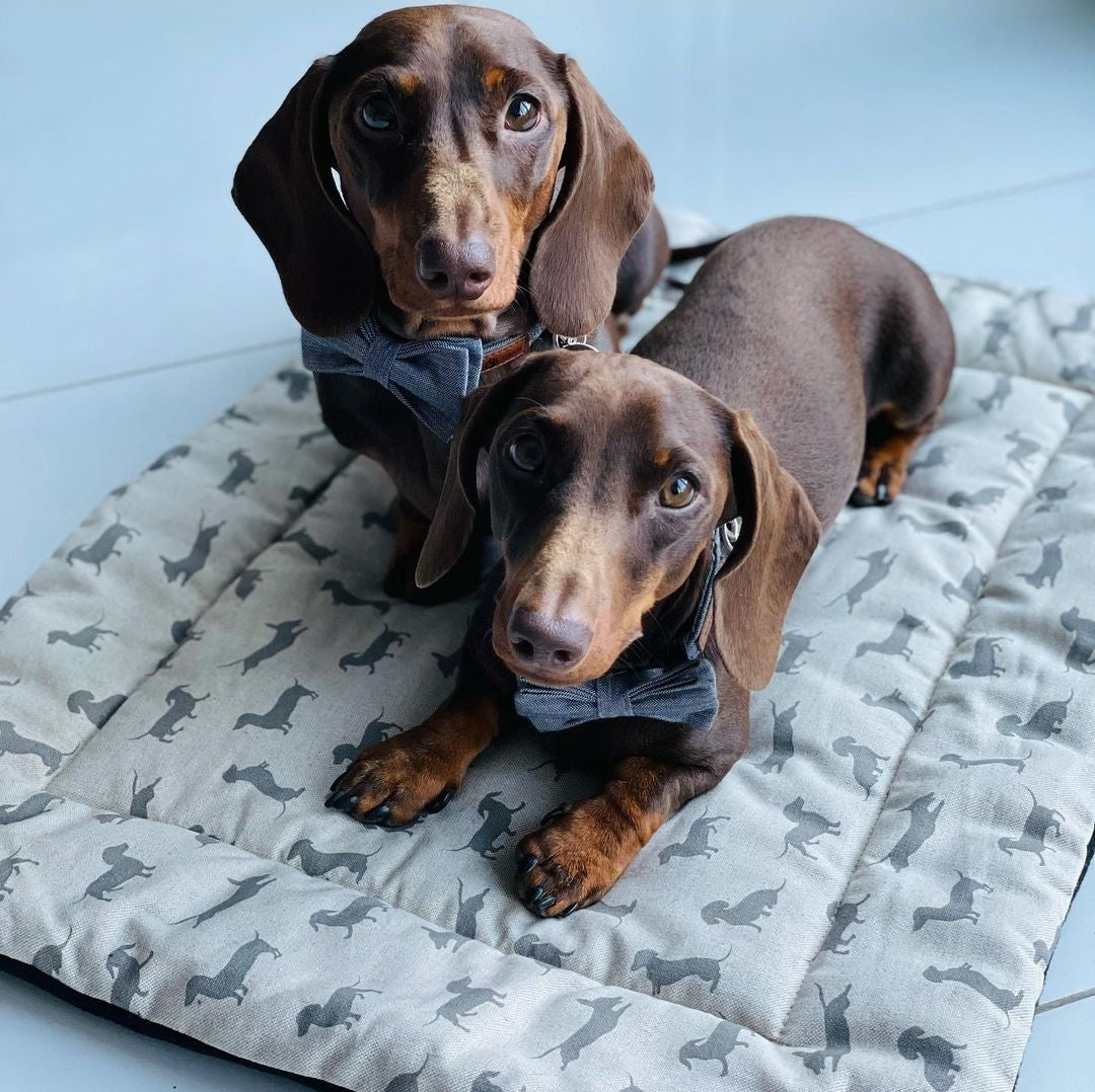 Foldable dog settle mat with roll up fastening and strap to support with puppy settle training.